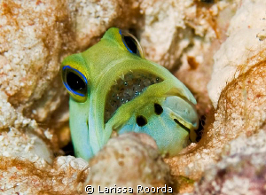 Yellow-headed Jawfish with babies.  First one (and maybe ... by Larissa Roorda 